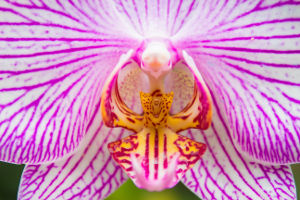 Comment entretenir son orchidée